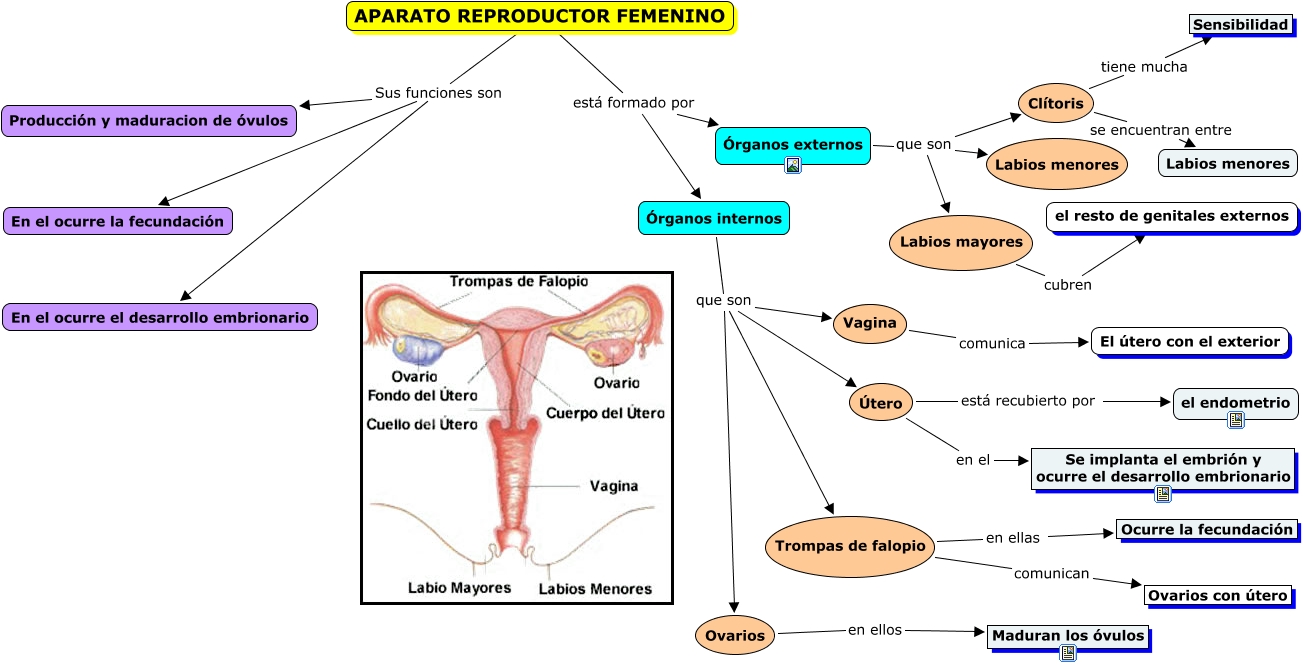 La Reproducci N Reproducci N